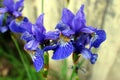 Blossoming blue irises in summer garden. Close-up. Royalty Free Stock Photo