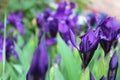 Iris flowers growing in a garden in a summer park