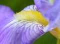 Iris flower