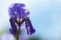 Iris flower Royalty Free Stock Photo