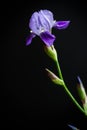 Iris flower blue with purple petals Royalty Free Stock Photo