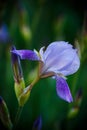 Iris flower blue with purple petals Royalty Free Stock Photo