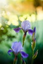 Iris flower blue with purple petals Royalty Free Stock Photo
