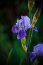 Iris flower blue with purple petals Royalty Free Stock Photo