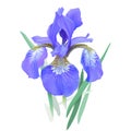 Iris flower, blue. Iris sibirica.