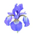 Iris flower, blue. Iris sibirica.