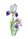 Iris flower botanical watercolor illustration