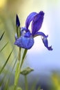 Iris flower buds