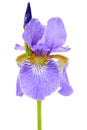 Iris Flower with Bud and Dew Drops Isolated on White Background Royalty Free Stock Photo