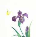 Iris flower and butterfly