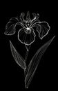 Iris flower chalk