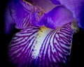 Closeup of a purple Iris flower bloom Royalty Free Stock Photo