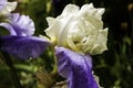 Iris flower Royalty Free Stock Photo