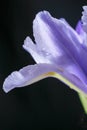 Iris Flower Royalty Free Stock Photo