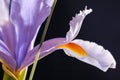 Iris Flower Royalty Free Stock Photo