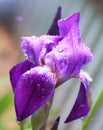 Iris flower close-up in the sunlight with water drops Royalty Free Stock Photo