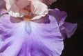 Iris flower closeup Royalty Free Stock Photo