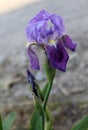 The iris flower closeup, Beautiful purple flower in bloom on a crisp spring morning Royalty Free Stock Photo