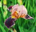 Iris flower closeup unusual color