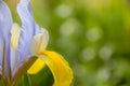 Iris flower detail background blurred