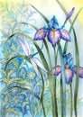 Iris flower and a dragonfly Royalty Free Stock Photo