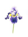 Iris flower drawing handmade watercolor