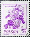 Iris for the Flower drawings by Stanislaw Wyspianski series