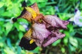 Iris flower with drops after the rain. Royalty Free Stock Photo