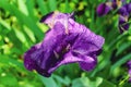 Iris flower with drops after the rain. Royalty Free Stock Photo