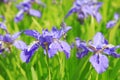 Iris flower is in the field Royalty Free Stock Photo