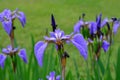 Iris flower in the field