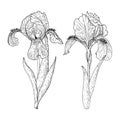 Iris flower. Floral sketch. Hand-drawn vector illustration Royalty Free Stock Photo