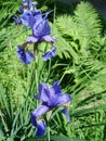 Iris flower Royalty Free Stock Photo