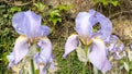 Iris Flower Fragrant Flowers France