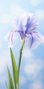 Luxury Iris: Minimalist Mobile Wallpaper In 8k Resolution Royalty Free Stock Photo
