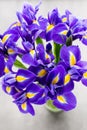 Iris flower on the gray background. Royalty Free Stock Photo