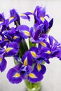 Iris flower on the gray background. Royalty Free Stock Photo