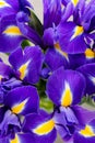 Iris flower on the gray background. Royalty Free Stock Photo