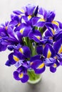 Iris flower on the gray background. Royalty Free Stock Photo