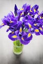 Iris flower on the gray background. Royalty Free Stock Photo