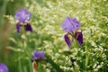 Iris flower in green garden closeup photo