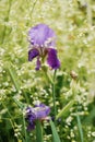 Iris flower in green garden closeup photo