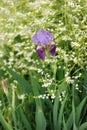 Iris flower in green garden closeup photo