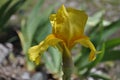 Iris flower with green leaves. Yellow bearded iris blooming in spring time on an overcast day Royalty Free Stock Photo