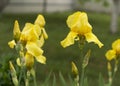 Iris flower grow in the garden. Close-up of a flower iris on blurred green natural background Royalty Free Stock Photo