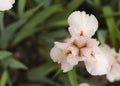 Iris flower grow in the garden. Close-up of a flower iris on blurred green natural background. Full Bloom trend Royalty Free Stock Photo