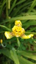 The Iris Flower only has three petals and looks like a king's crown