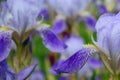 Iris flower head close-up. Purple iris petals closeup. Irises background Royalty Free Stock Photo