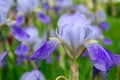 Iris flower head close-up. Purple iris petals closeup. Irises background Royalty Free Stock Photo