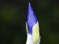 Iris flower isolated close up macro